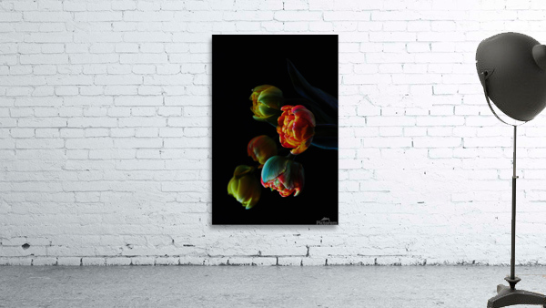 Five tulips Wall Preview