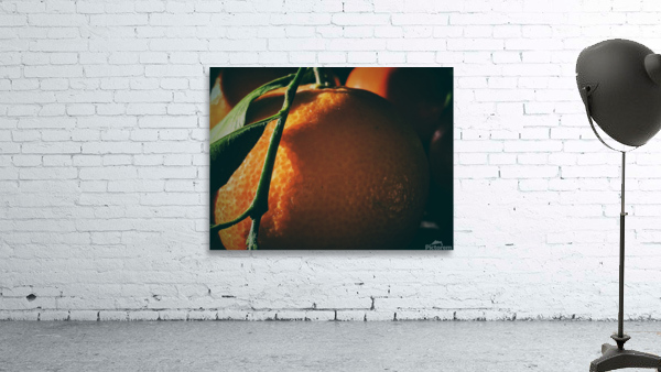 Tangerine I Wall Preview