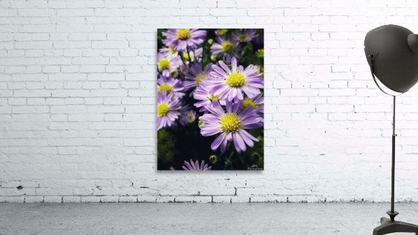 Daisies II Wall Preview