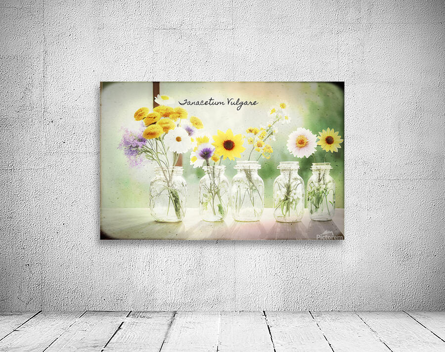 Tanacetum vulgare Wall Preview