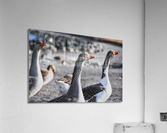 DSC 0115 Acrylic Print