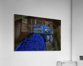 DSC 0320 Acrylic Print
