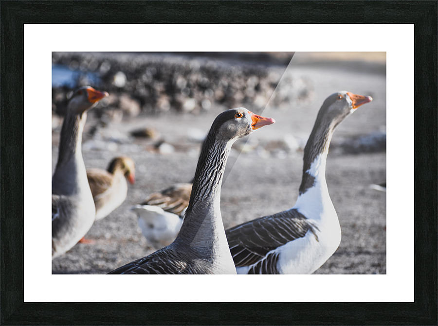 DSC 0115 Picture Frame print