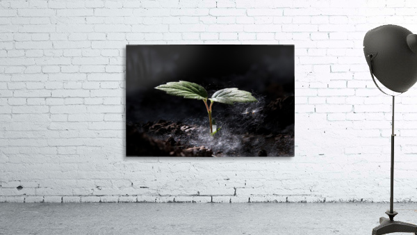 Young Sapling Wall Preview