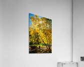 Autumn in park Acrylic Print