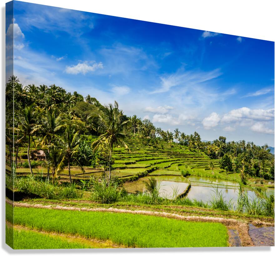 Green rice terraces Canvas Print