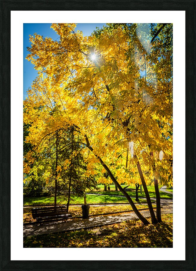 Autumn in park Picture Frame print