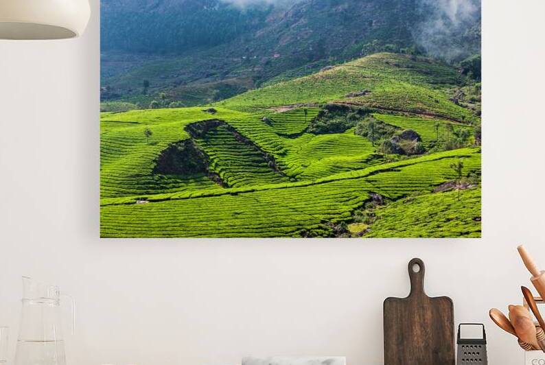 Green tea plantations in Munnar Kerala India by Dmitry Rukhlenko