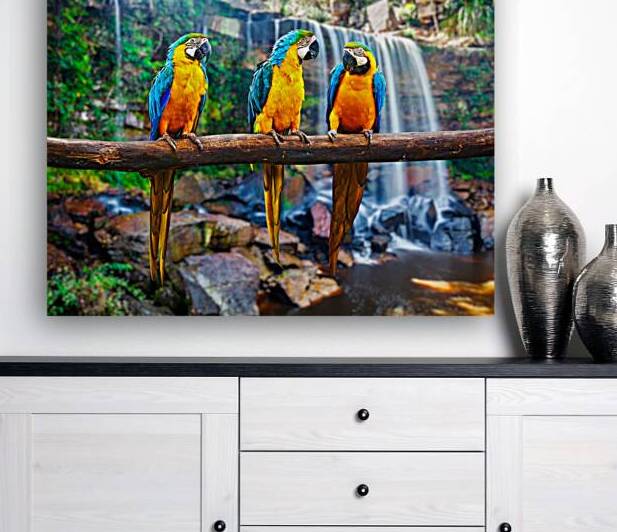 Blue and Yellow Macaw Ara ararauna by Dmitry Rukhlenko