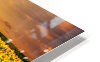 Sunflower field on susnet HD Metal print