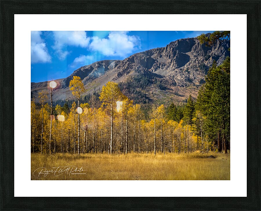 Tahoe Forest Picture Frame print