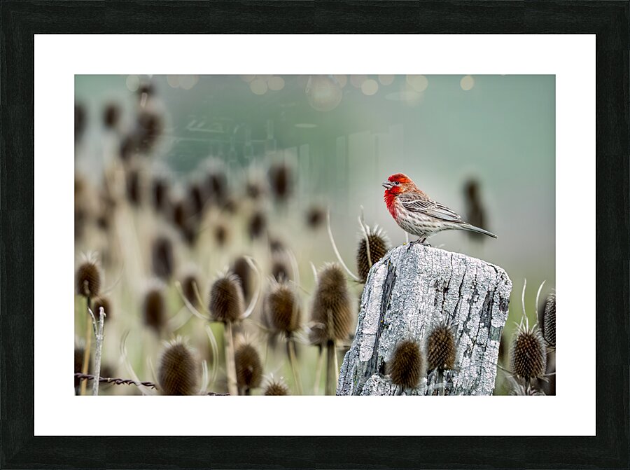 House Finch on Post Print230417 Picture Frame print
