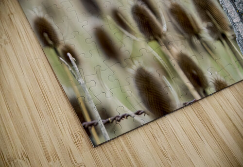 House Finch on Post Print230417 RogerElliottPhotos puzzle