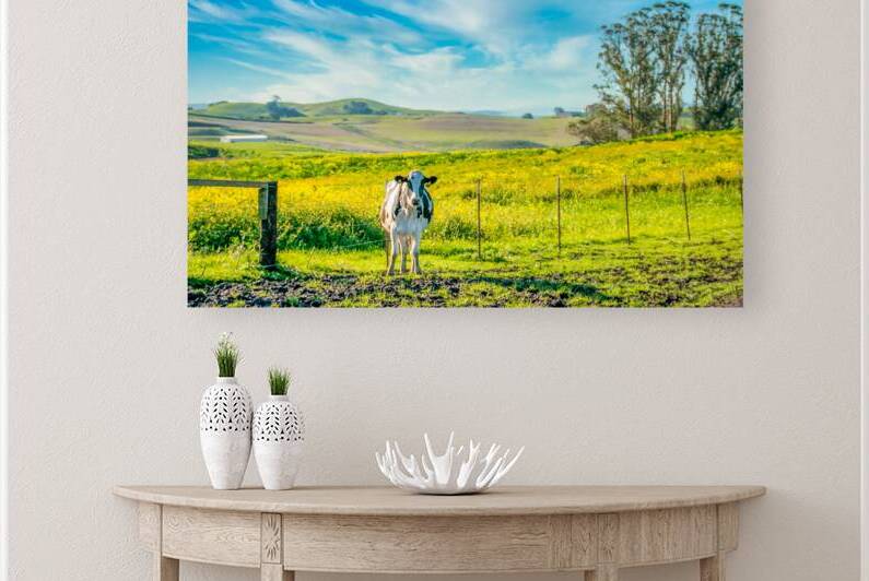 Petaluma Mustard Cow Print 210801 by RogerElliottPhotos