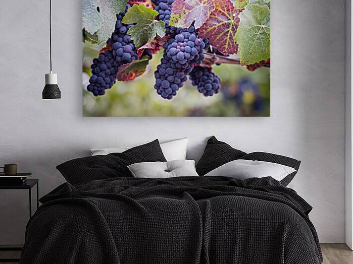 Harvest Time Grapes Print 0916210818 by RogerElliottPhotos