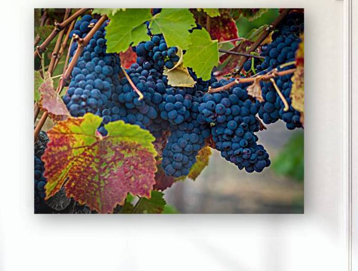 GrapeVines Prints 8260293210826 by RogerElliottPhotos