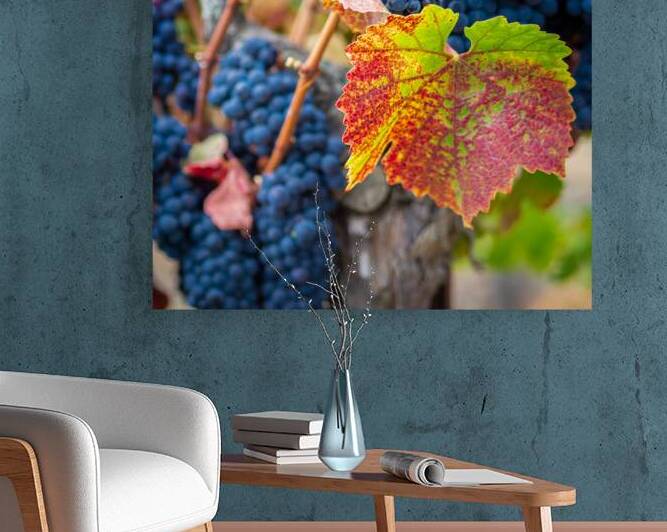 GrapeVines Prints 8260290210826 by RogerElliottPhotos