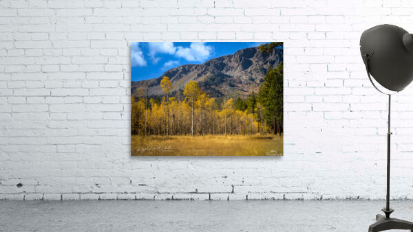 Tahoe Forest Wall Preview