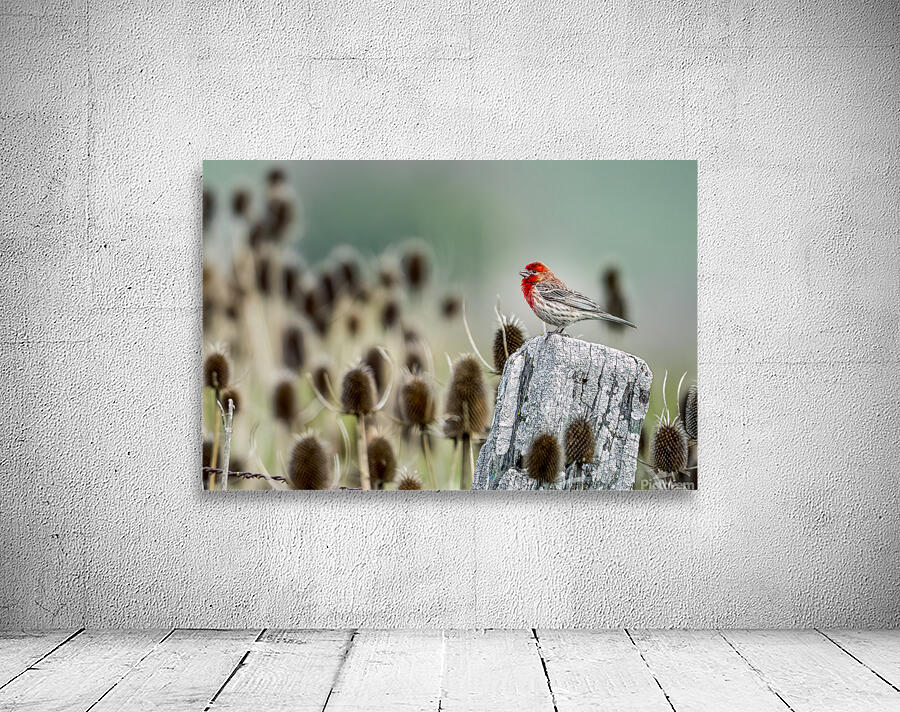 House Finch on Post Print230417 Wall Preview