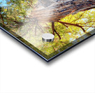 Ancient Redwood Acrylic print