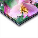 Alostremia Acrylic print