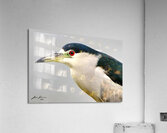 Night Heron Acrylic Print