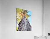 Ancient Redwood Acrylic Print