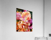 Tulip Explosion 2 Acrylic Print