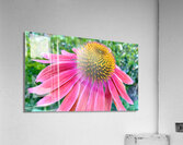 Cone Flower Acrylic Print