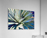 Yucca Explosion Acrylic Print