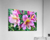 Alostremia Acrylic Print