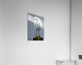 snowy Egret Acrylic Print
