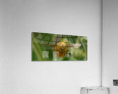 Teddy Bear Bee Acrylic Print