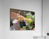 Dragonfly Resting Acrylic Print