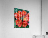 Clivia Acrylic Print
