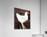 White Rooster Acrylic Print