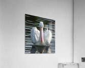 White Pelican Acrylic Print