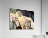 Beautiful Lady Acrylic Print
