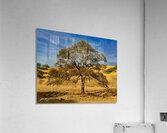 Wilbur Labyrinth Acrylic Print