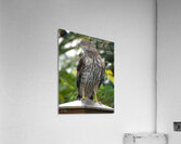 Fierce Lady Acrylic Print