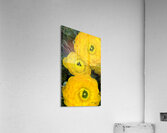 Ranunculus Explosion Acrylic Print