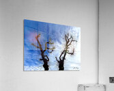 Winter Growth Acrylic Print