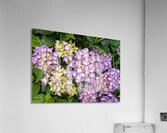 Hydrangia  Acrylic Print