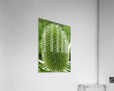 Thistle Acrylic Print