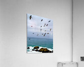 Bodega Head Pelicans Acrylic Print