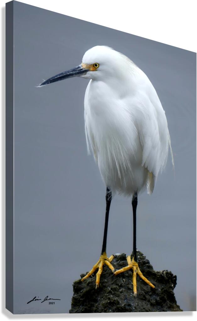 snowy Egret Canvas Print