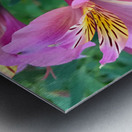 Alostremia Metal print