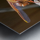 Dragonfly Resting Metal print