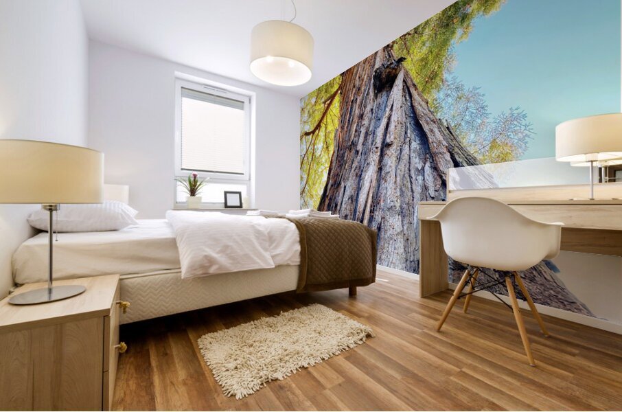 Ancient Redwood Mural print