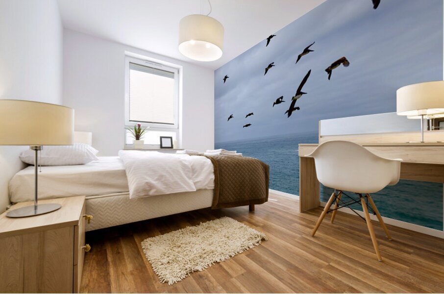 Bodega Head Pelicans Mural print